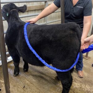MW Cattle Large MW Cattle Large